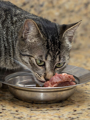 cat sniffing bowl of raw food